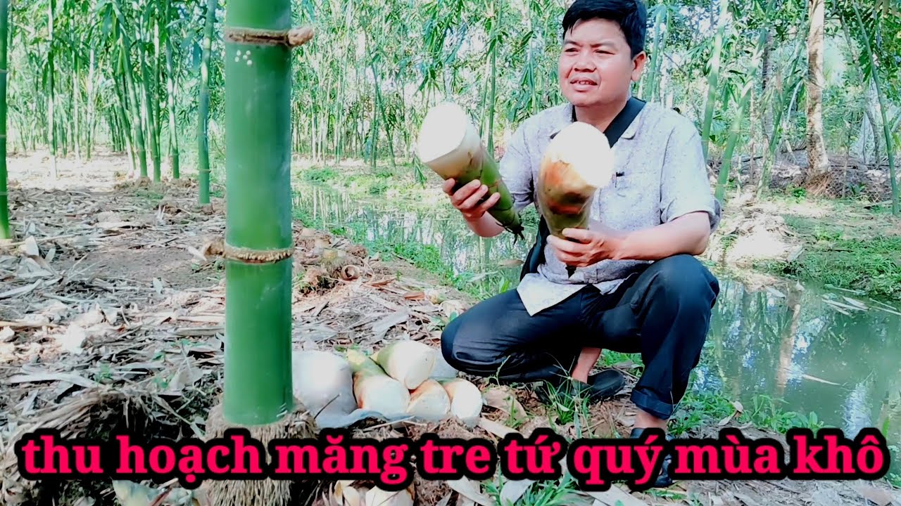 Thu hoạch măng tre tứ quý mùa khô 2025