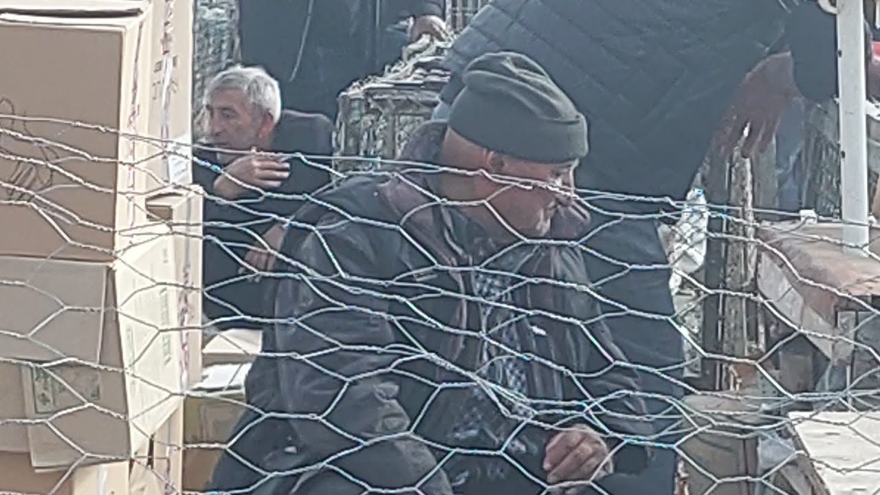 05 11 2023 gence quş bazarı 050 567 95 25