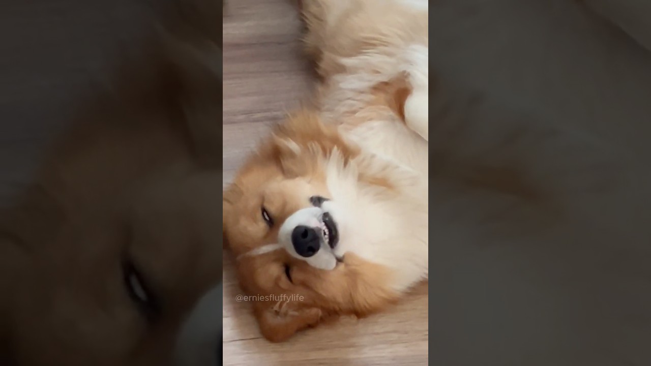 Our Corgi Showing Teeth = Better Run 😲😲 #dogs #funny #corgi