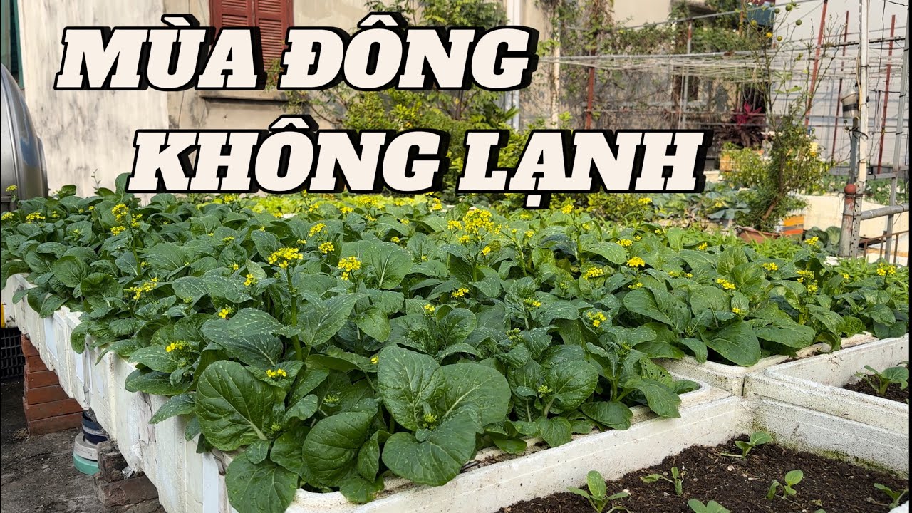Mùa Đông Không Lạnh Và Bất Thường