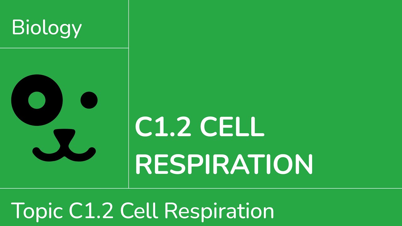 C1.2 Cell Respiration [IB Biology SL/HL]