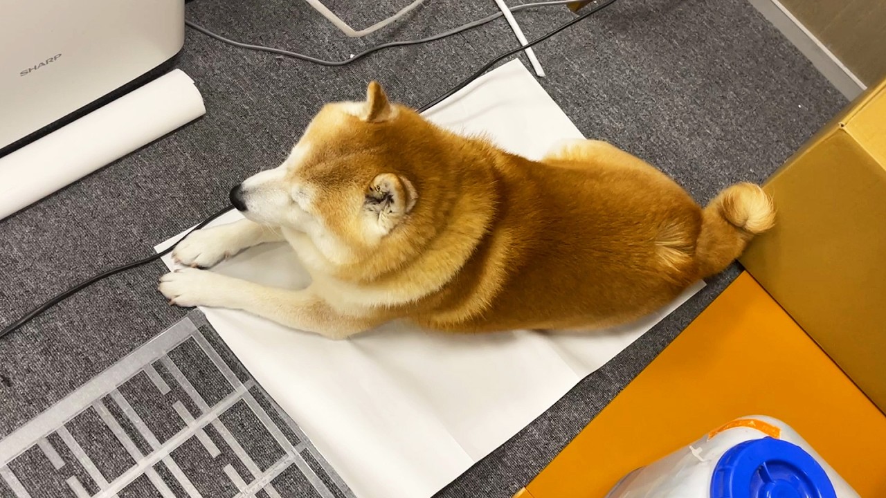 いつの間にか絶対乗ってはいけない紙の上でくつろいでいる柴犬