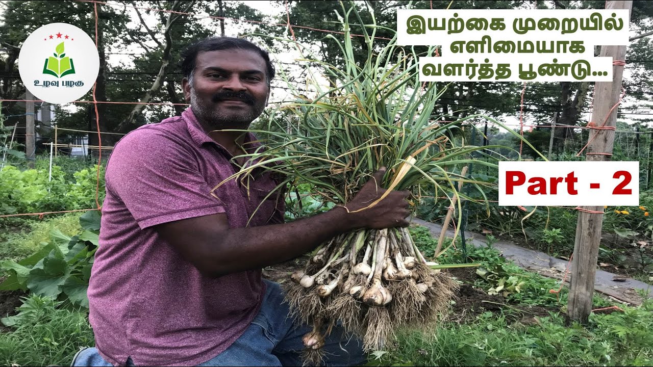 பூண்டு செடி வளர்ப்பு Part 2 | பராமரிப்பு, அறுவடை, Poondu Chedi Valarpu, Aruvadai # UlavuPalagu