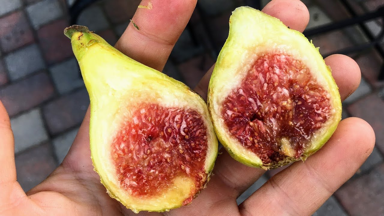 Coll De Dama Blanc -- My Tastiest Fig