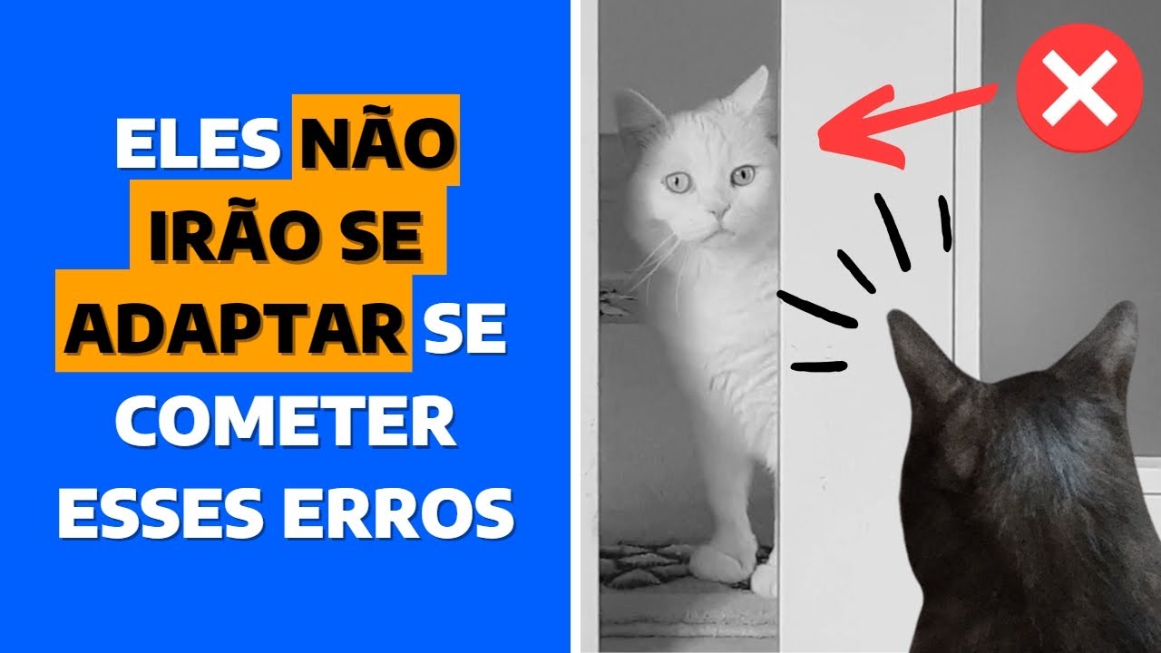 ERROS IMPERDOÁVEIS NA ADAPTAÇÃO ENTRE GATOS | COMO ADAPTAR GATOS? COMO ACOSTUMAR UM GATO COM OUTRO?