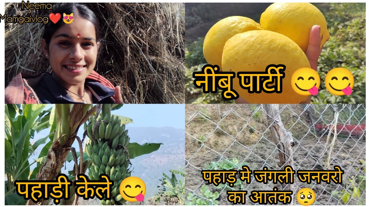 दोस्तो vlog पहाड़ी भाषा मे बनाया जाए या हिन्दी भाषा मे कमेंट karke जरूर बताना @nimmiphadi #viral