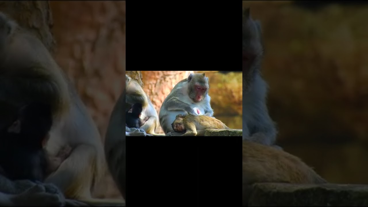 Amber monkeys group