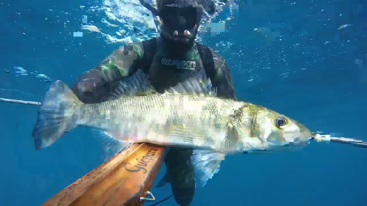PESCA SUB SARDEGNA: GROSSI MUGGINI,SARAGHI E SPIGOLA...UN PO DI SOTTOCOSTA!!!