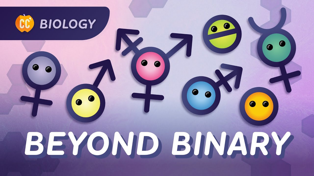 Gender, Sex, & Sexuality: What’s the Difference?: Crash Course Biology #48