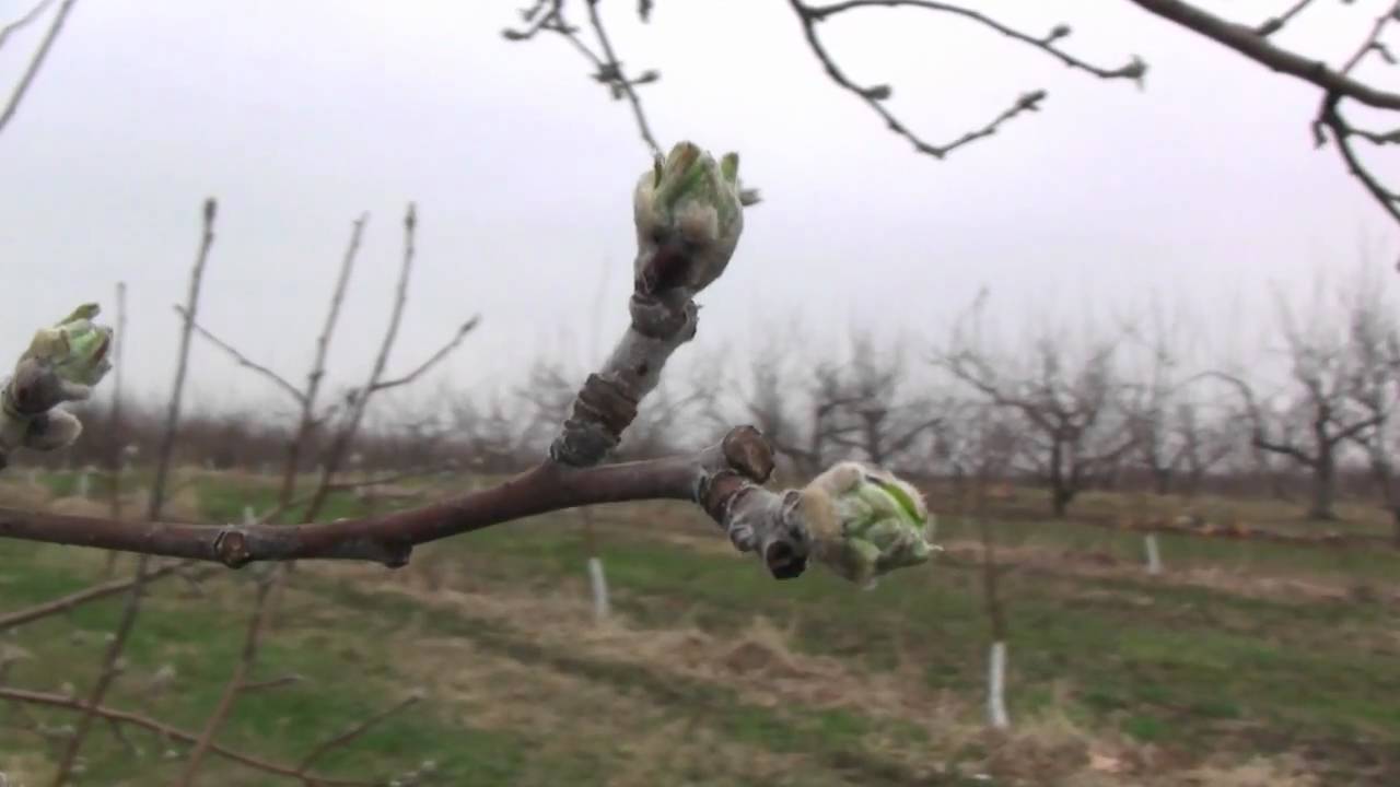 Bud Development: Green Tip