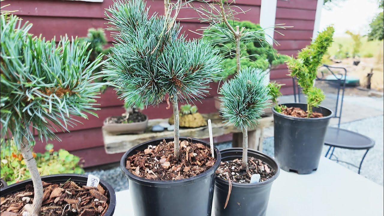 Dwarf Five Needle Pines – Japanese White Pines and Eastern White Pines
