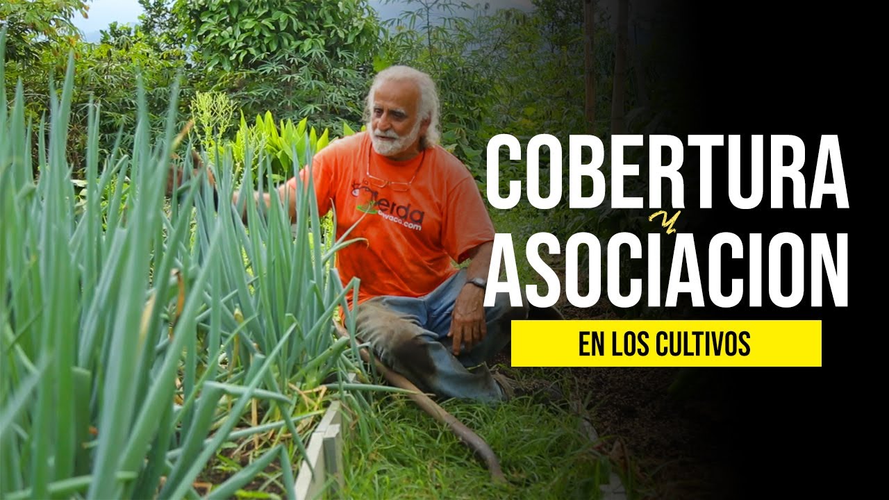 COBERTURA Y ASOCIACION DE CULTIVOS | Jairo Restrepo Rivera