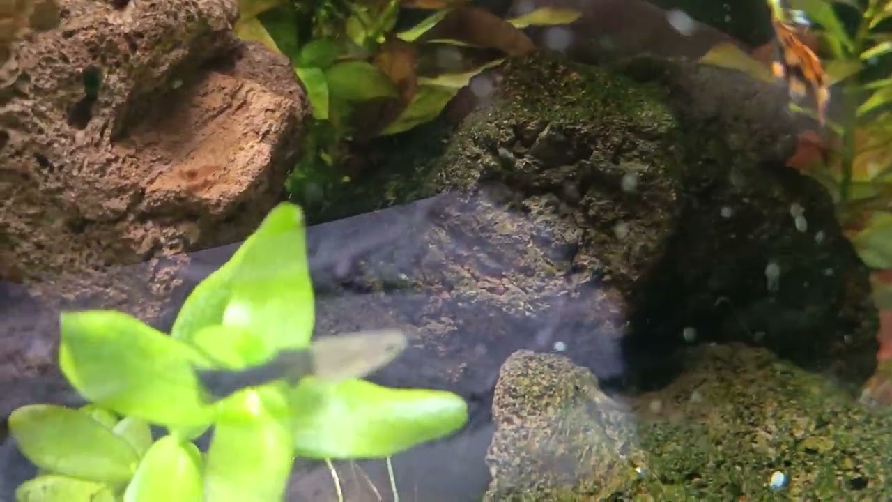 Целая кучка креветок вышли погулять 😍сижу любуюсь и показываю вам 🤗 #аквариум #креветки