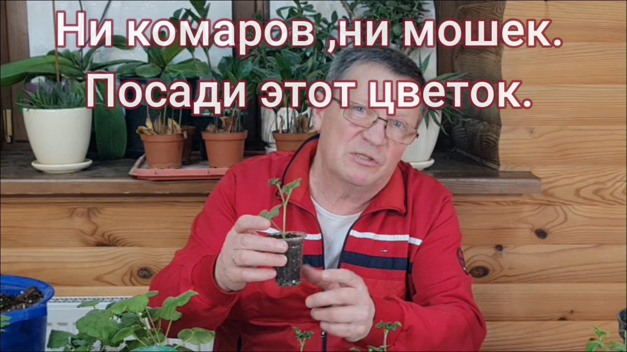 Черенкование плющелистной пеларгонии