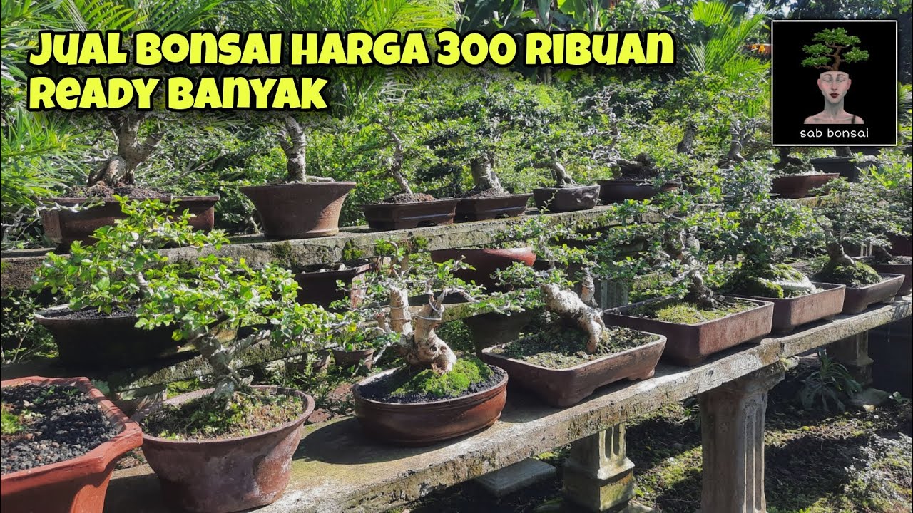 JUAL BONSAI HARGA 300 RIBUAN MASIH BISA NEGO | sab bonsai