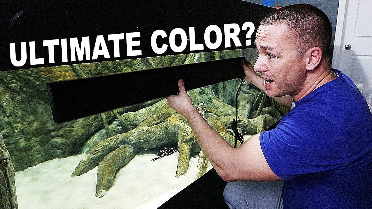 HOW TO increase fish coloration - with sun tanning?