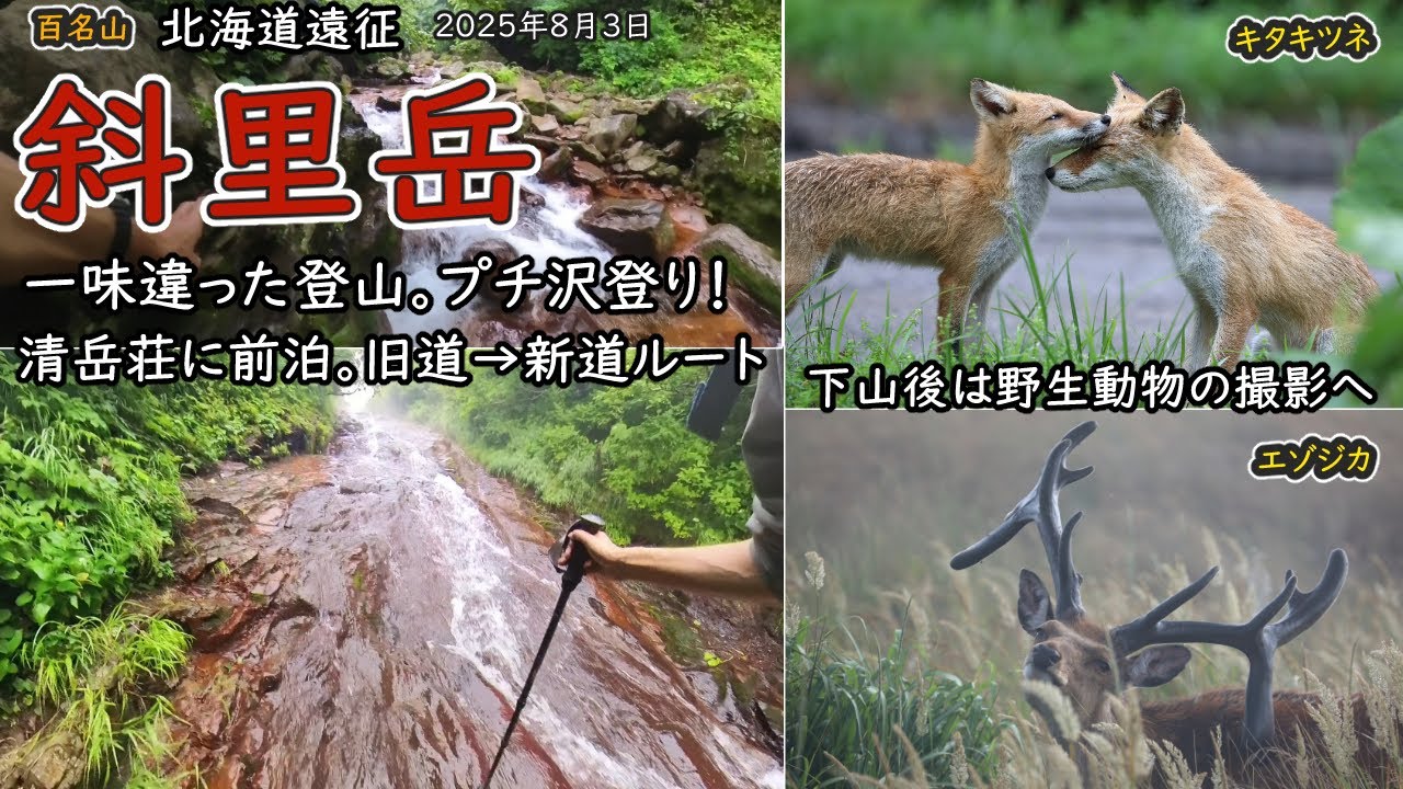 【百名山】北海道の斜里岳でプチ沢登り！渡渉の連続と8つの滝あり。清岳荘に前泊し、旧道→新道ルートを使用。靴は普通の登山靴でOK。下山後は野生動物撮影。 （2025年8月3日）
