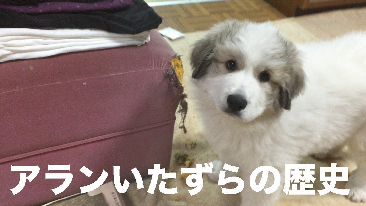 アランいたずらの歴史【※一部音ミュート中】　Greatpyrenees グレートピレニーズ