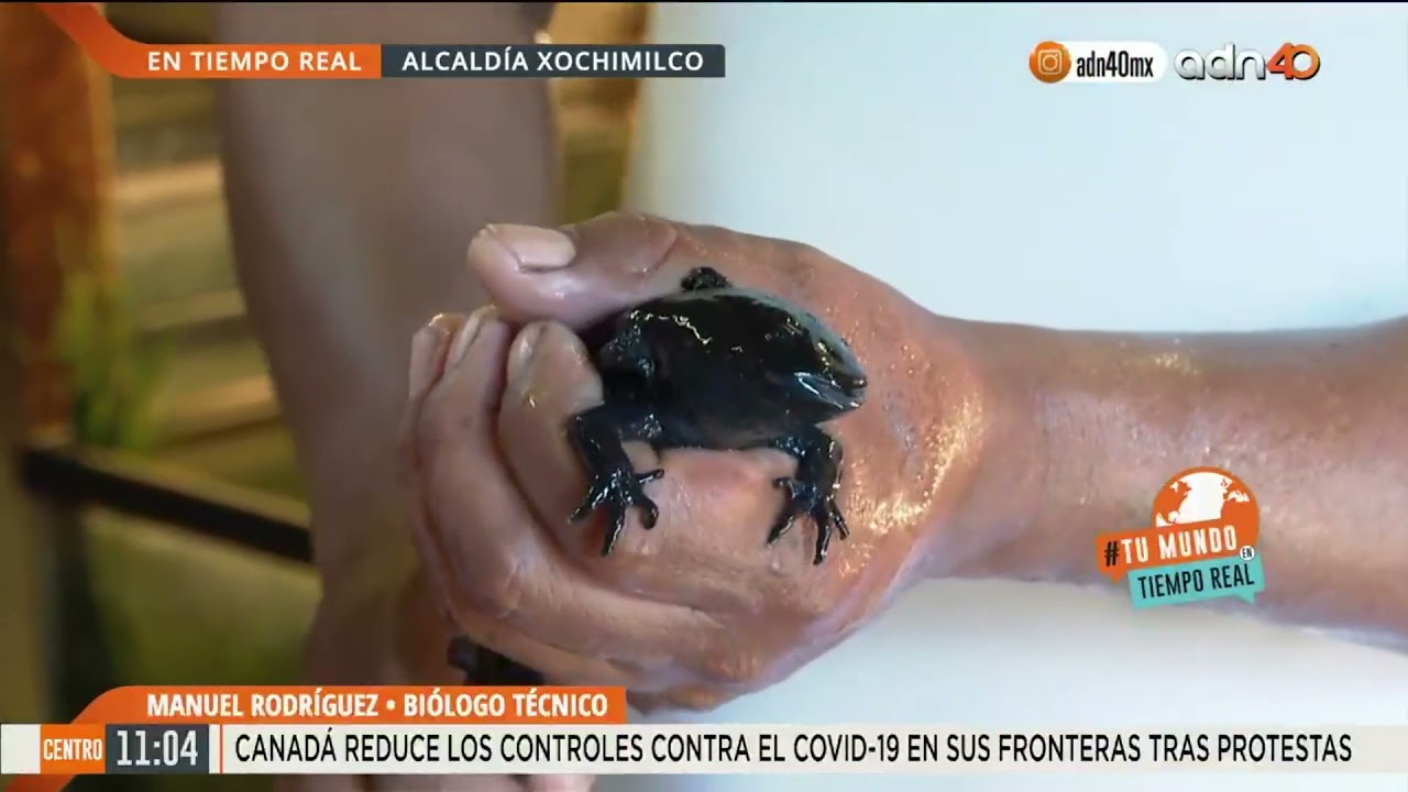 Importancia de la conservaci&oacute;n de los ajolotes