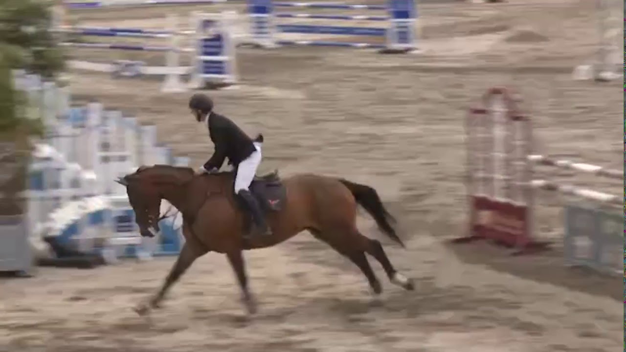 Hollypark Pacino, 6YO Irish Studbook Series Mullingar 2019