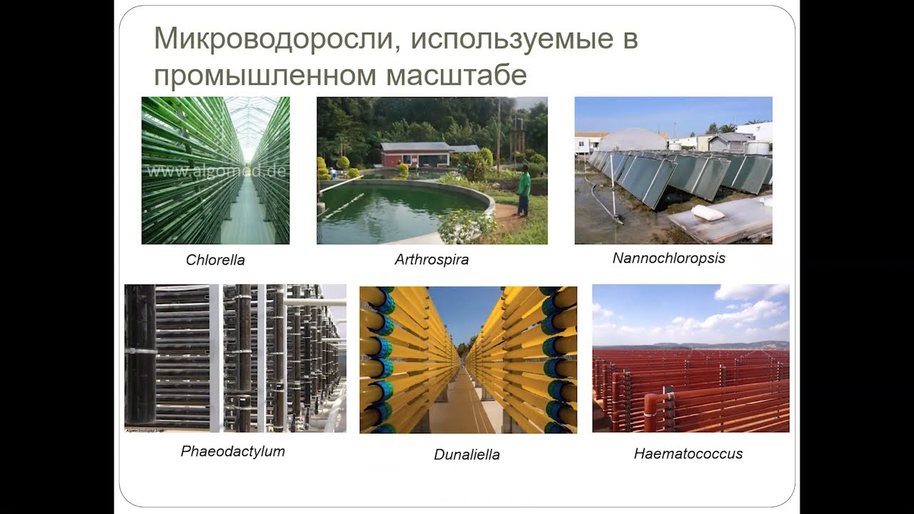 Особенности масштабирования водорослей