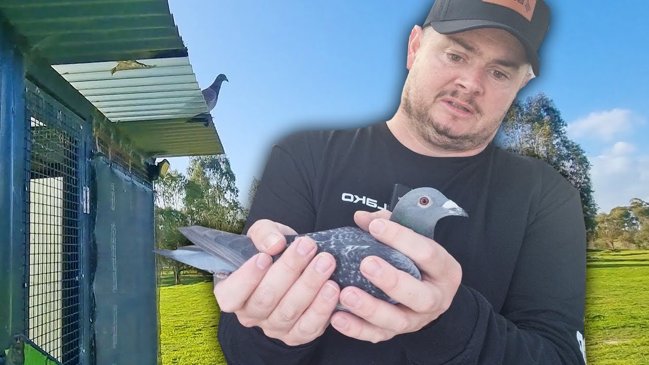 TIME TO NARROW THE FOCUS WITH THE PIGEONS