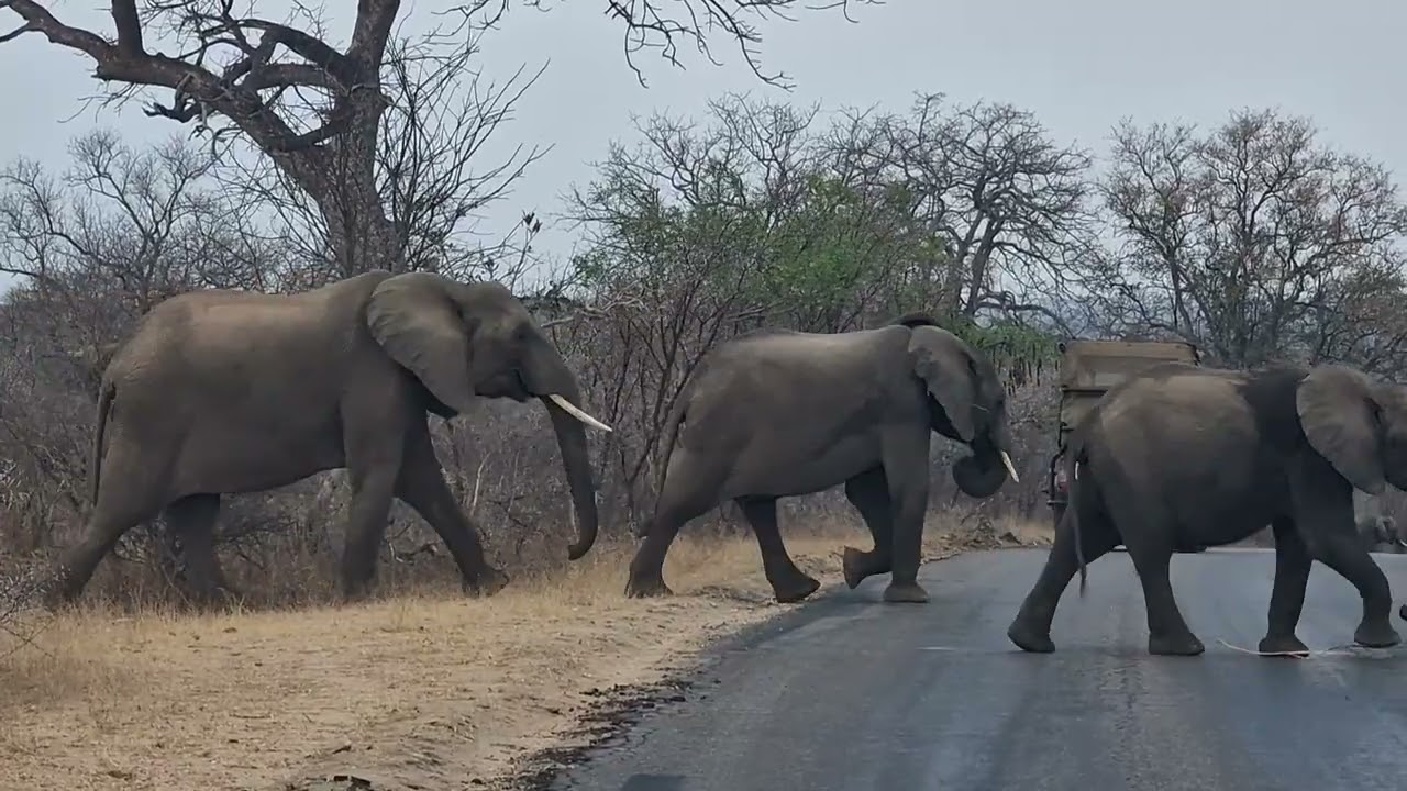 Elephants Crossing