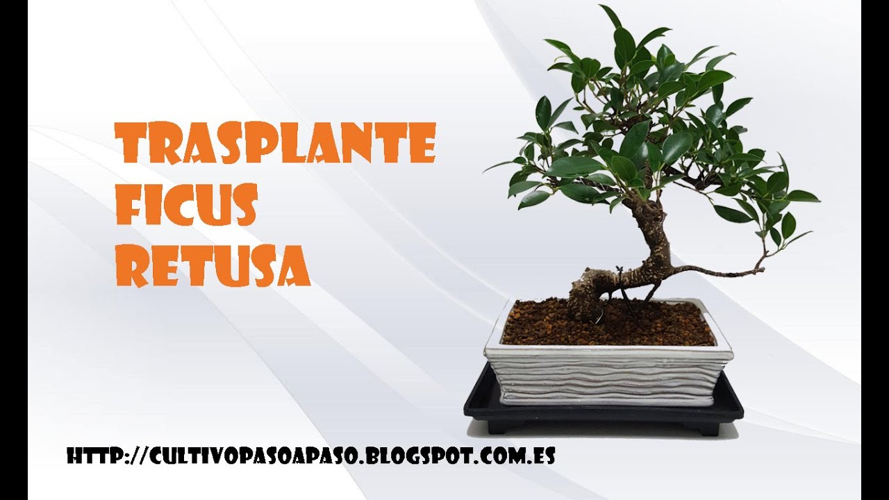 Trasplante Ficus Retusa Fácil || Cuidado Bonsái