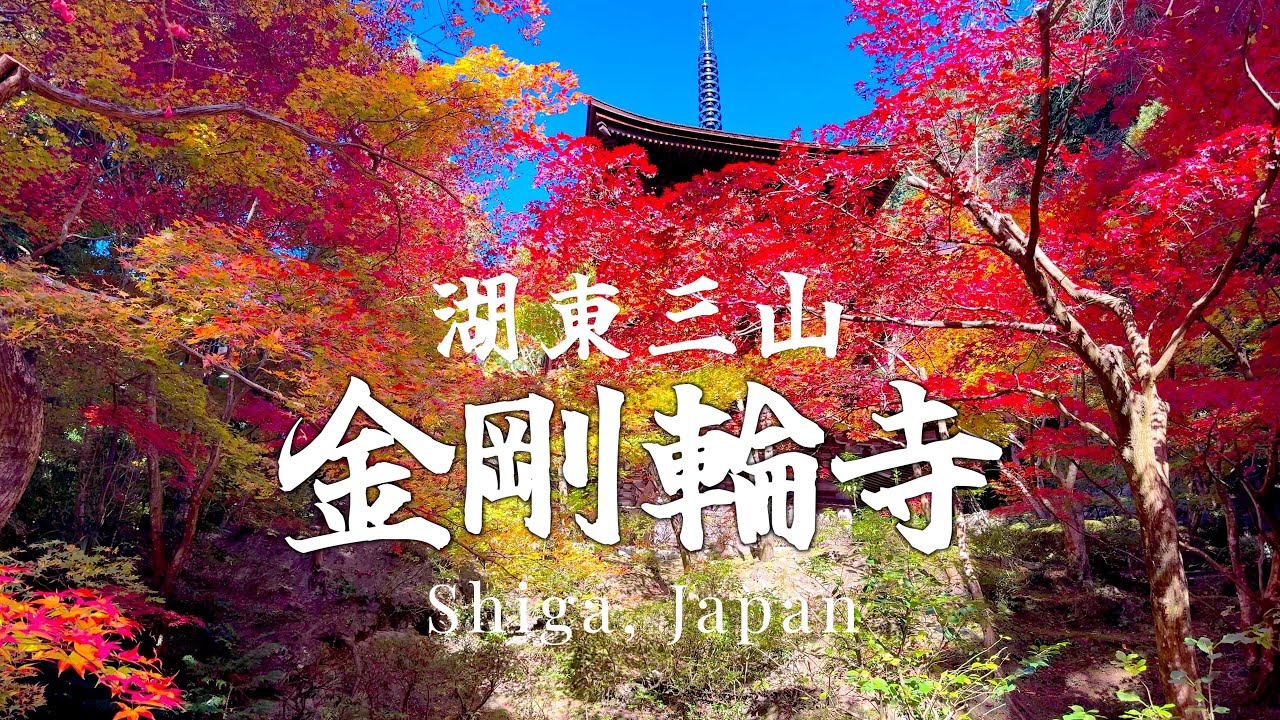 【湖東三山】松峯山　金剛輪寺　血染めの紅葉