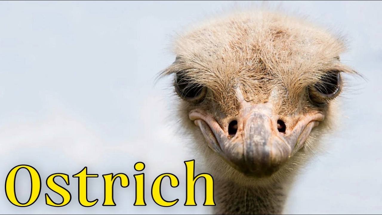 Ostrich the Flightless Bird - African Wildlife. Ostrich Facts