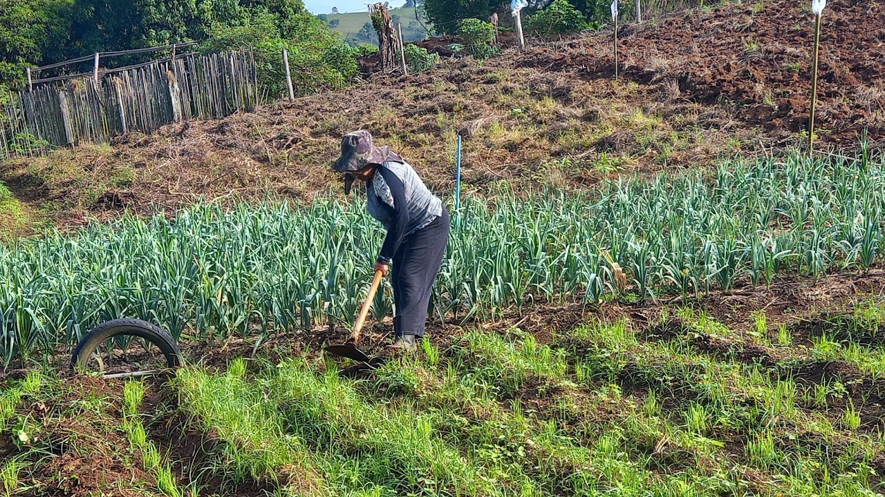 Como cresceu planta&ccedil;&atilde;o de arroz da dona lazinha  ,saudades  da ro&ccedil;a 