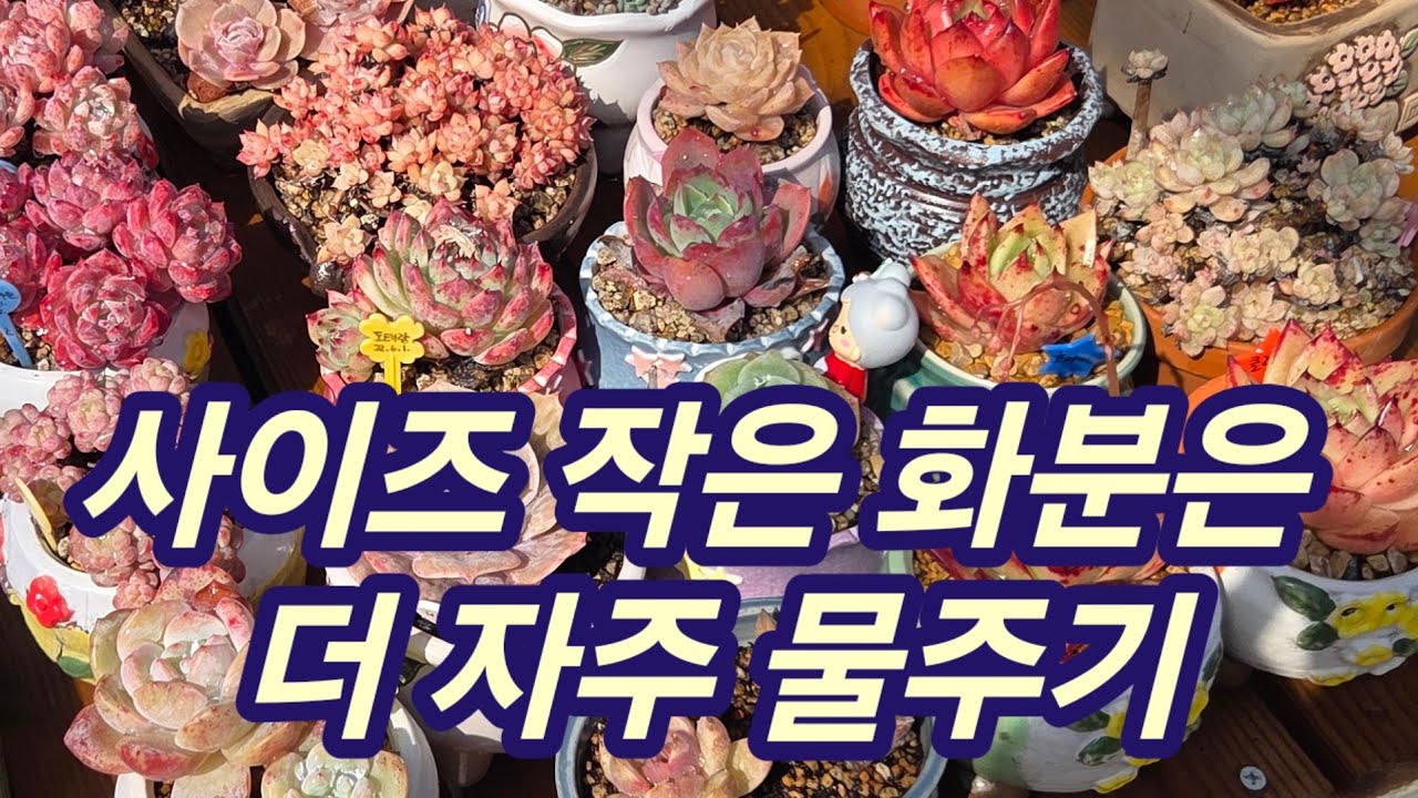 봄 관수하는 중 ~작은 화분은 더 자주 관수해요💕 요즘은 물 잘먹어요 ~