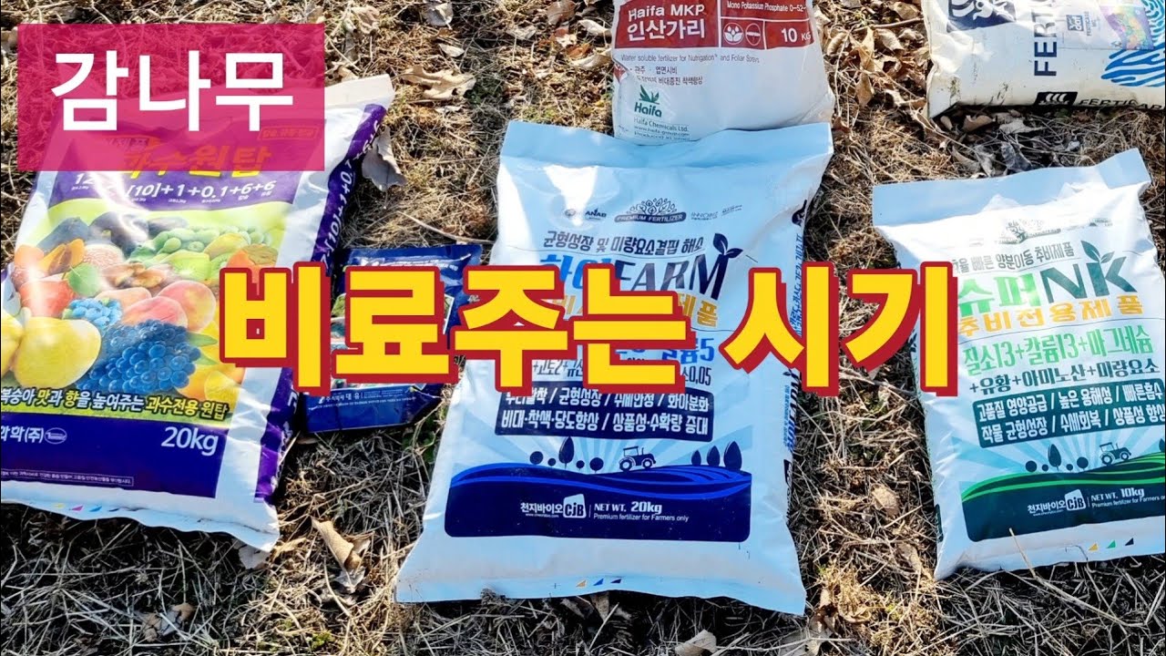 감나무 비료주는 시기
