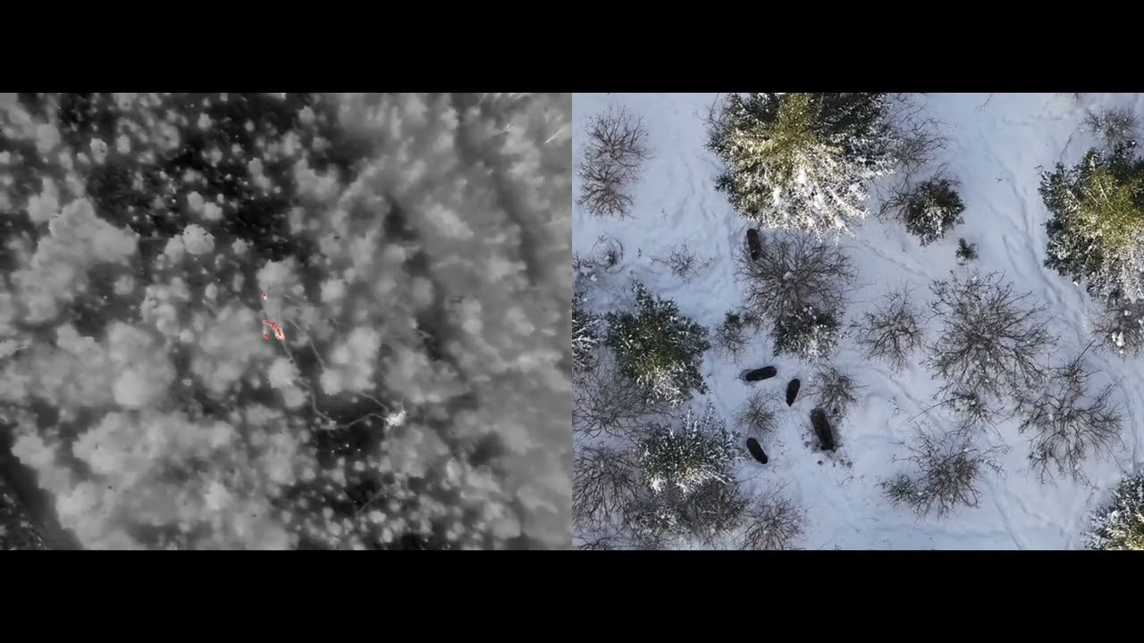 Dji Matrice 4t. Wild boar in Estonia.