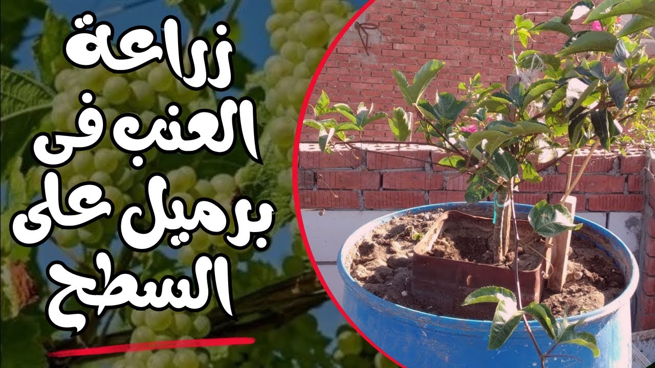 إحترف زراعة العنب فوق الأسطح 👨‍🌾🍇 هعلمك تزرع وتاكل من زرع و حصاد إيديك من كروم العتب 🌿🍇