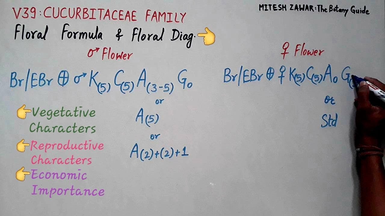 Cucurbitaceae Family || Gourd Family || Floral Formula and Floral Diagram of Cucurbitaceae