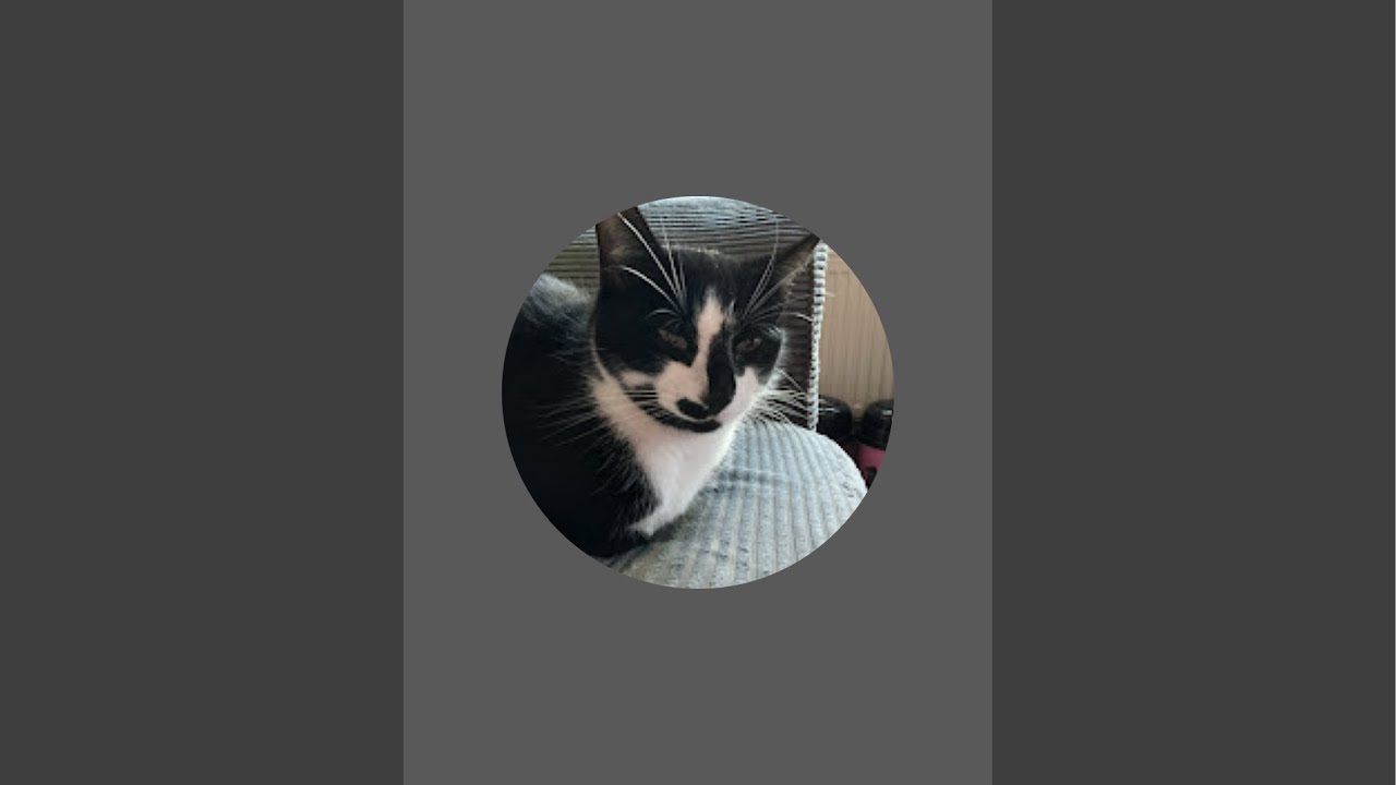Sleeping cute cat live stream ￼