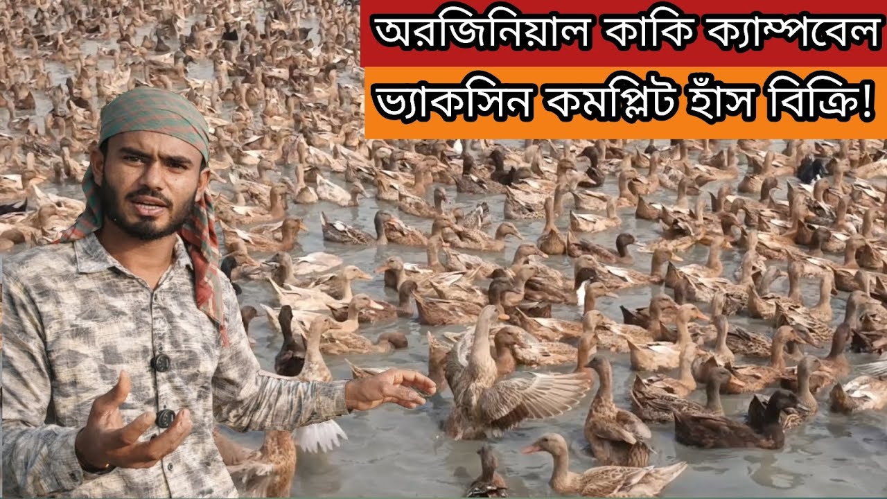 অরজিনিয়াল কাকি ক্যাম্পবেল ভ্যাকসিন কমপ্লিট হাঁস সারাদেশে বিক্রি,ইনকিলাব হাঁসের খামার।  