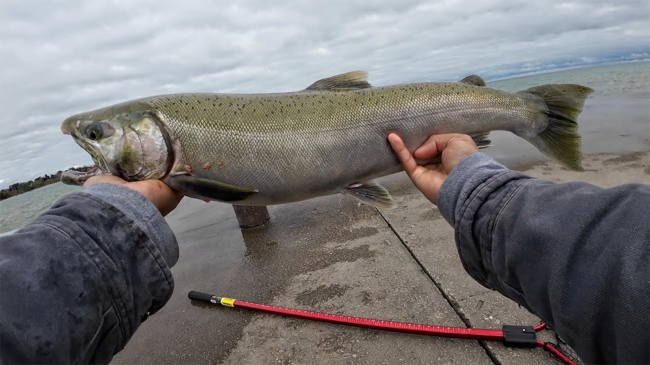 lake michigan pier fishing for fall salmon