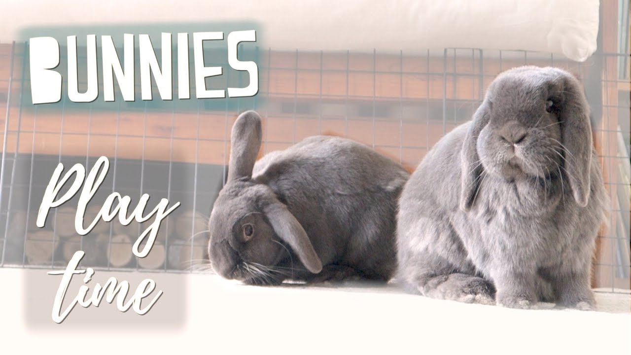 The Rabbits Explore the House!