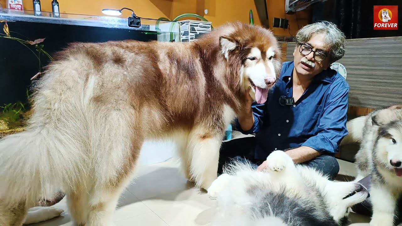 Alaskan Malamute Kennel in Kolkata | Short Faced Wolves Kennel : 📞 80170 36777 📞 7003585861