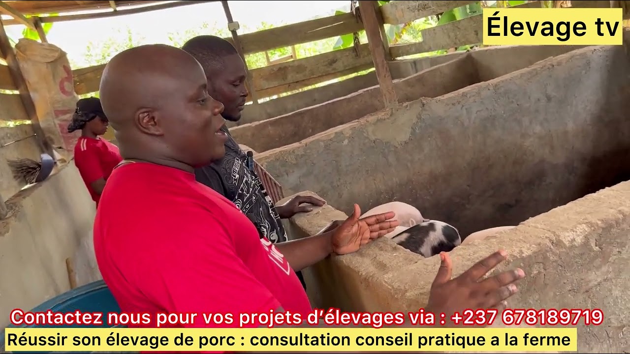 comment Réussir son élevage des porcs en Afrique ???.  consultation+conseil pratique à la ferme