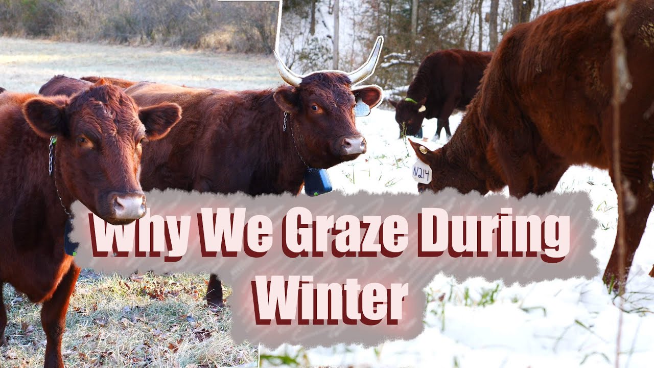 Why We Winter Graze Our Red Devons (No Hay Needed – Cheaper & Better for Land!)