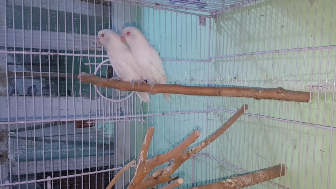 Love Birds Breeding Progress | Albino Love Birds Breeding