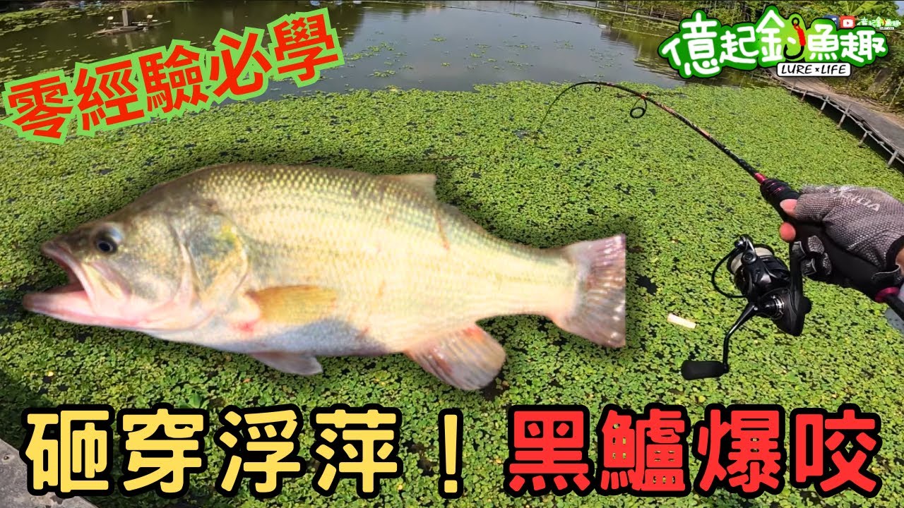 黑鱸不咬？揭秘「砸穿浮萍」爆咬技巧！新手也能從零經驗到爆桶的黑鱸路亞實戰 【億起釣魚趣】
