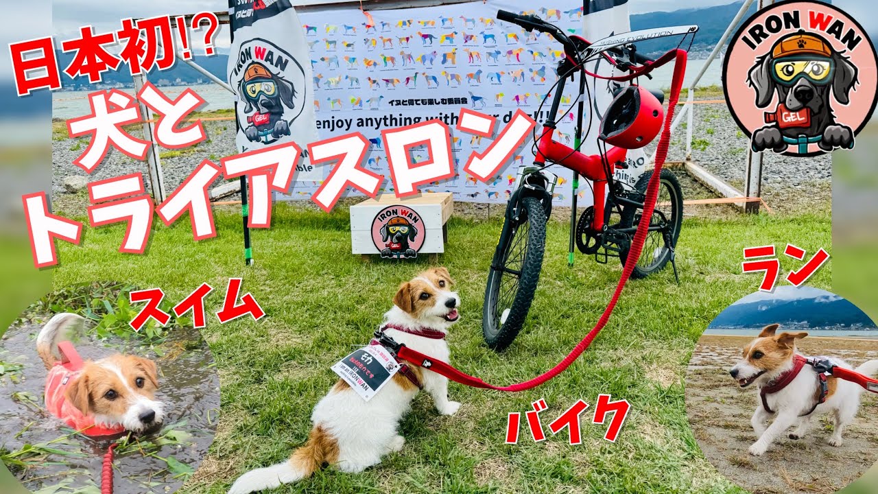日本初！？犬とトライアスロン（スイム、バイクジョアリング、ラン）あいあんわん / The first dog triathlon in Japan!? Jack russell terrier