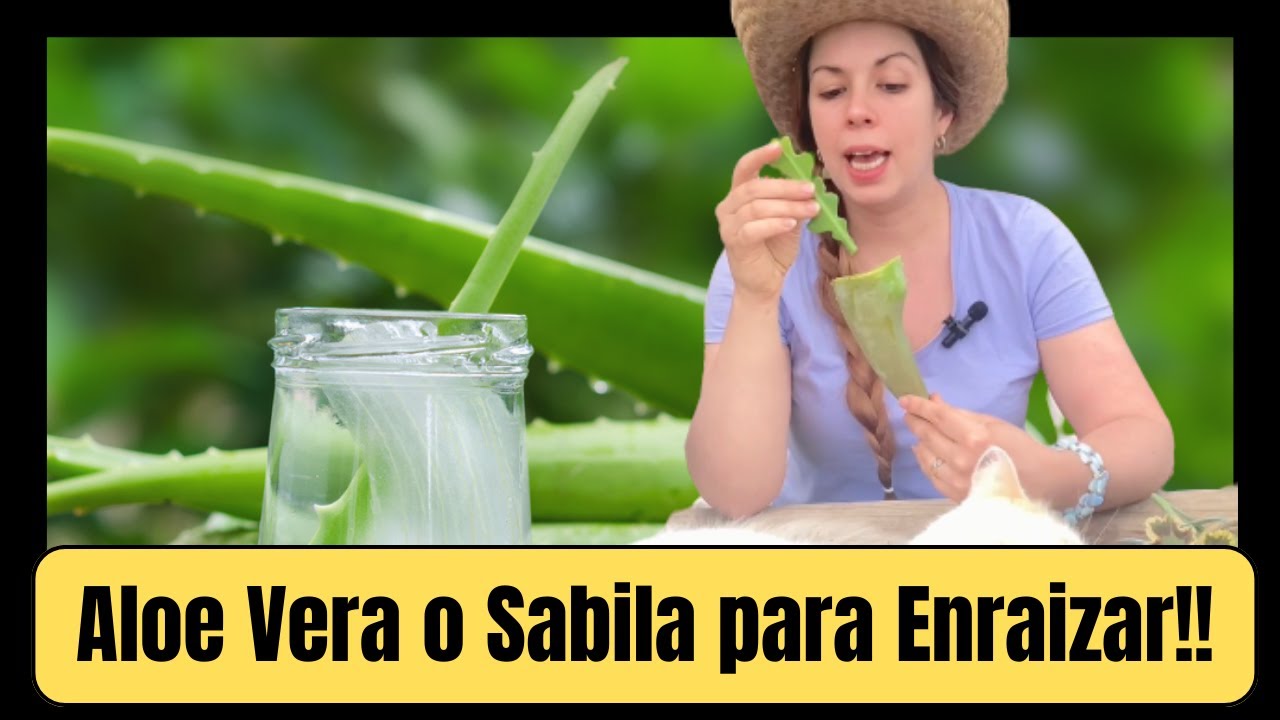 El Áloe Vera sirve para enraizar? Que tanto? Cómo lo usó correctamente?