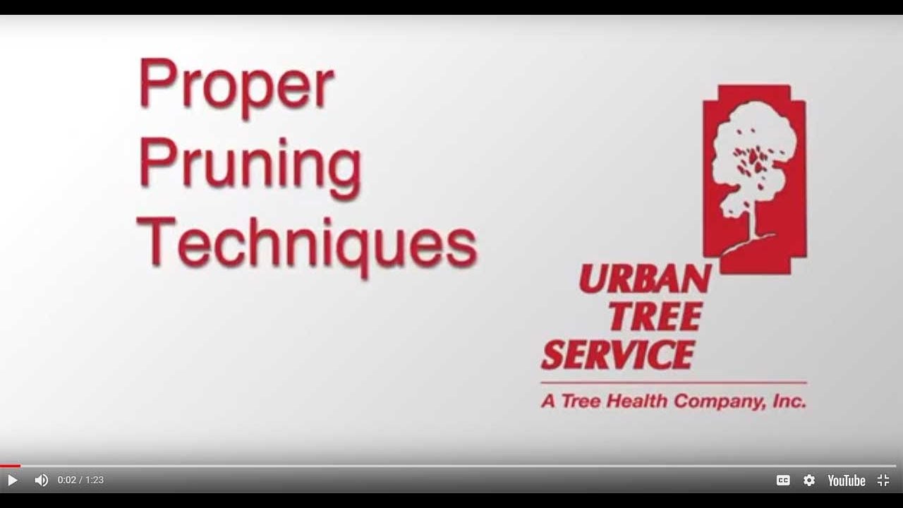 Urban Tree Service   PRUNING TECHNIQUES