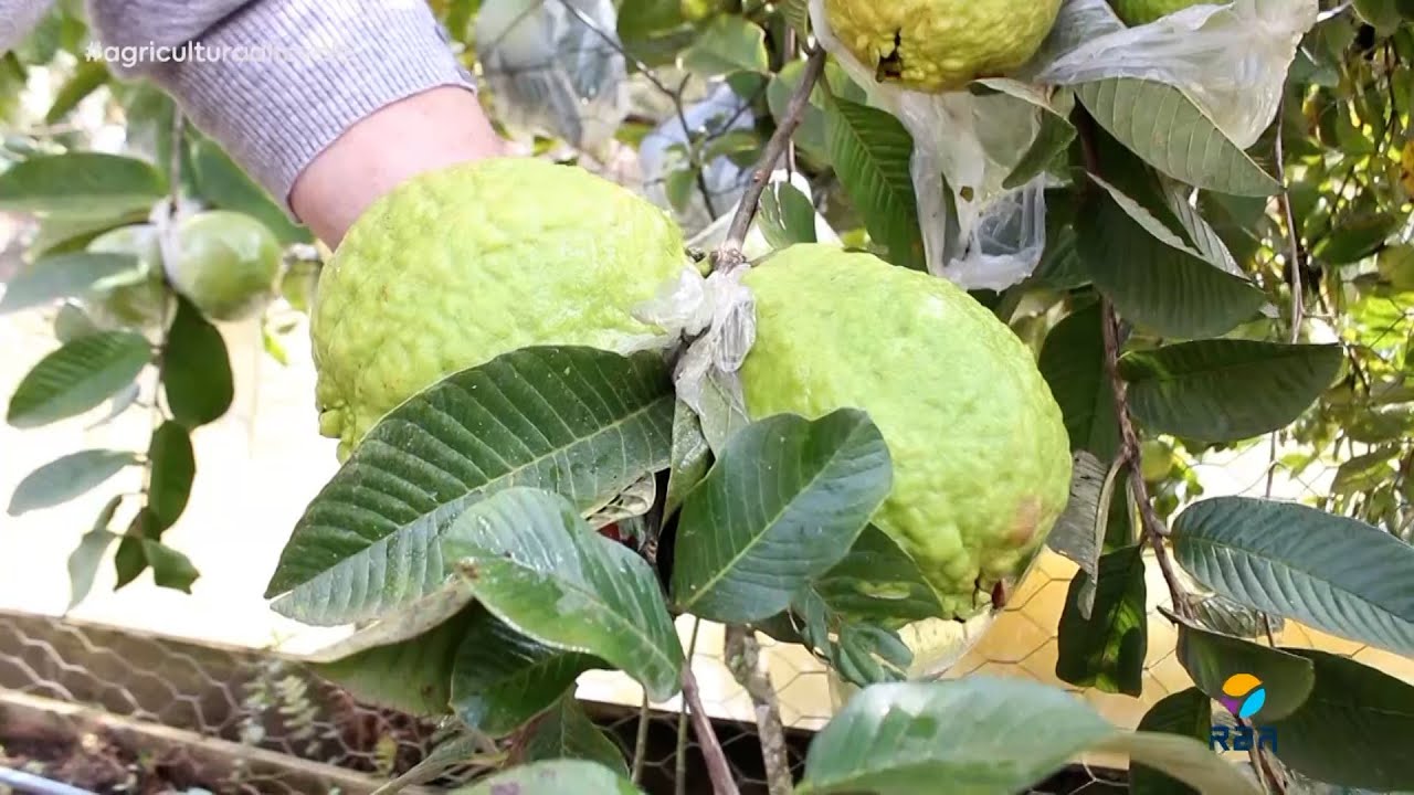 Goiabas gigantes, algumas pesando mais de 1kg, surpreendem em Ituporanga