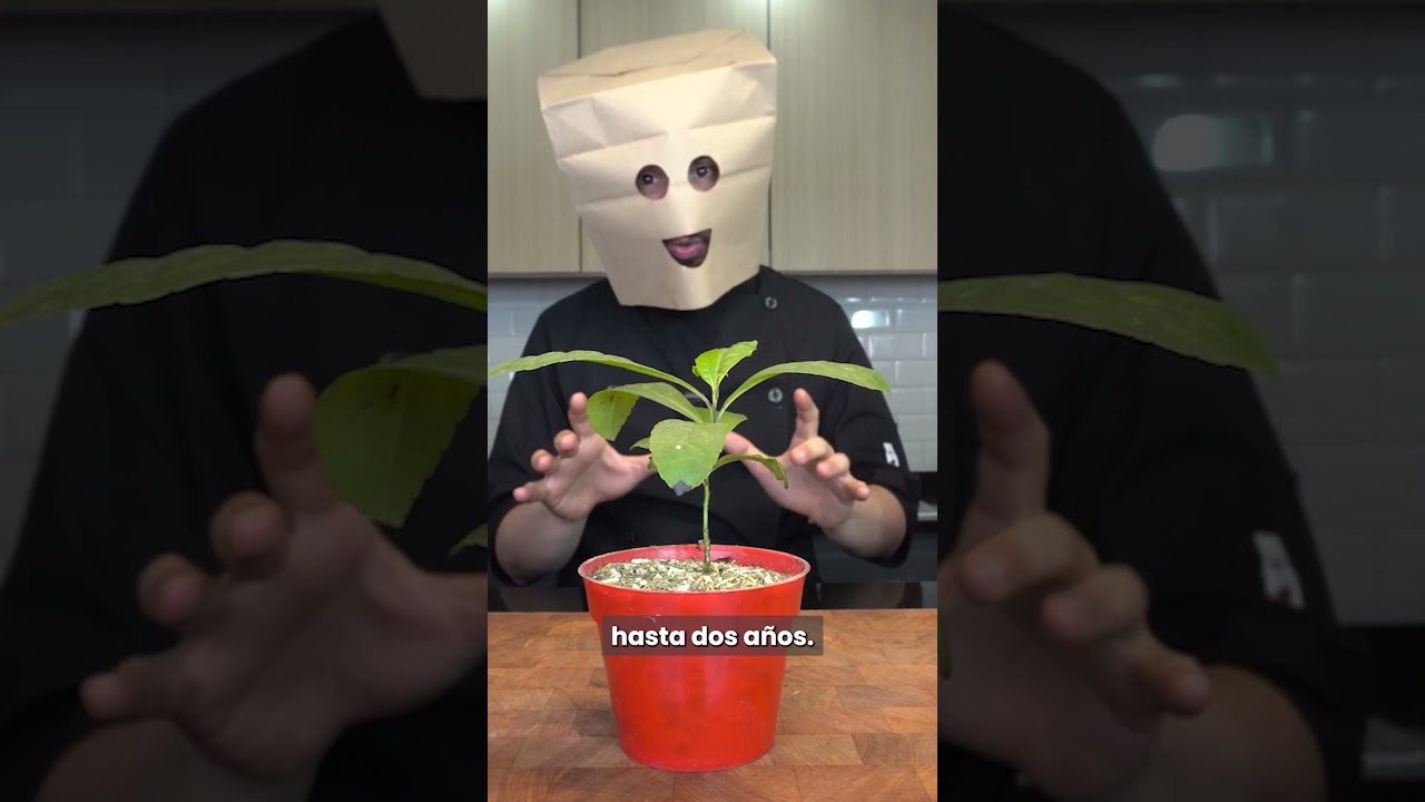 Asi se hace la yerba 🧉 ⬇️.#yerba #mate #bombilla #sabor #yerbamate #termo #terere